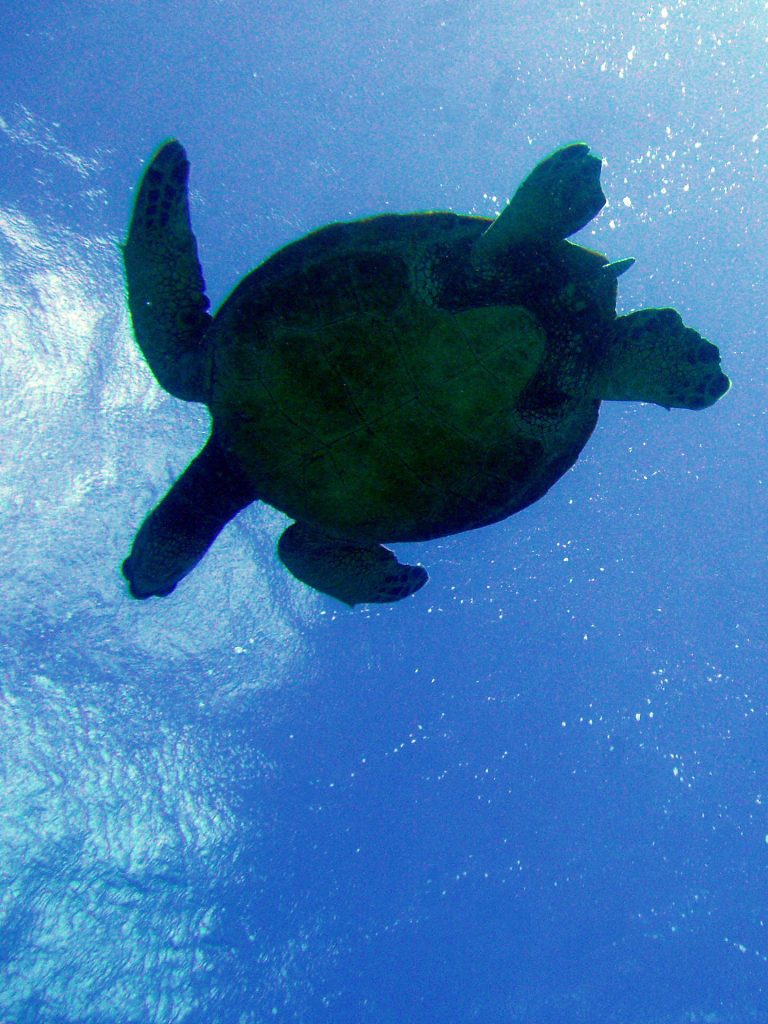 photo credit: #530 honu = Hawaiian green sea turtle (ハワイアオウミガメ) via photopin (license)
